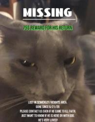Lost Male Cat last seen Blackburn road & War memorial Park, Sewickley, PA 15143
