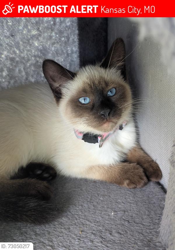 Lost Female Cat last seen Drury Ave and St.John, Kansas City, MO 64123