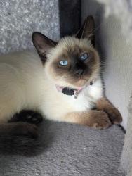 Lost Female Cat last seen Drury Ave and St.John, Kansas City, MO 64123
