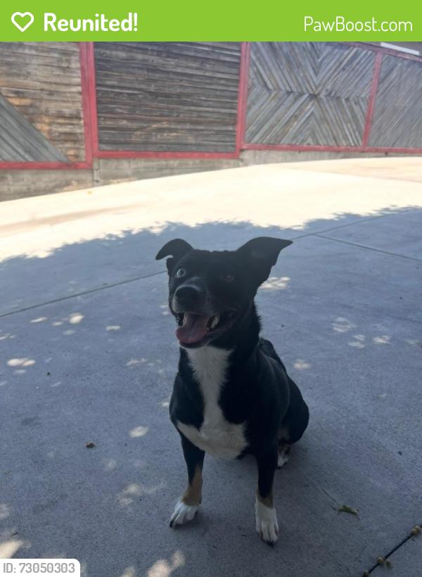Reunited Female Dog last seen Boyle Heights, Los Angeles, CA, USA, Los Angeles, CA 90033