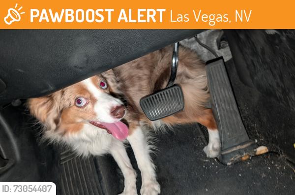 Found/Stray Unknown Dog last seen Gowan and Shermcrest, Las Vegas, NV 89108