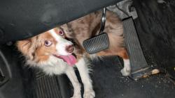 Found/Stray Unknown Dog last seen Gowan and Shermcrest, Las Vegas, NV 89108