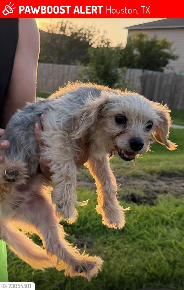 Lost Male Dog last seen Near artem court, Houston, TX 77051