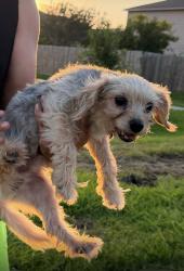Lost Male Dog last seen Near artem court, Houston, TX 77051