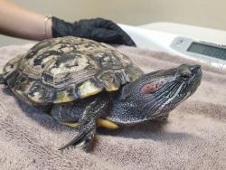 Shelter Stray Male Reptile last seen Near Activity Way, Oceanside, CA, 92056, Oceanside, CA 92058, USA
