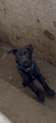 Lost Male Dog last seen Olympic Blvd, Los Angeles, CA 90023
