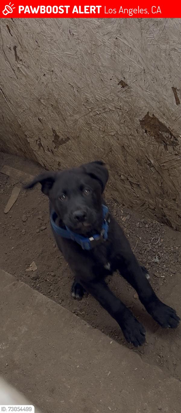 Lost Male Dog last seen Olympic Blvd, Los Angeles, CA 90023