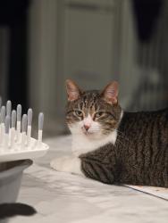 Lost Female Cat last seen Heritage ests addition in Garrett, Garrett, IN 46738
