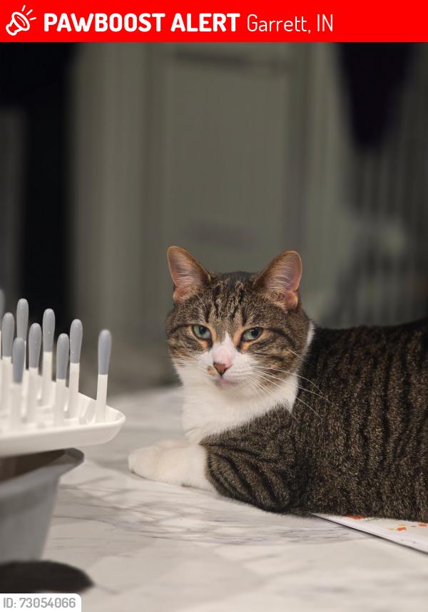 Lost Female Cat last seen Heritage ests addition in Garrett, Garrett, IN 46738