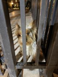 Found/Stray Unknown Dog last seen Near 8028 Carpenter Creek Ave, Las Vegas, NV 89113