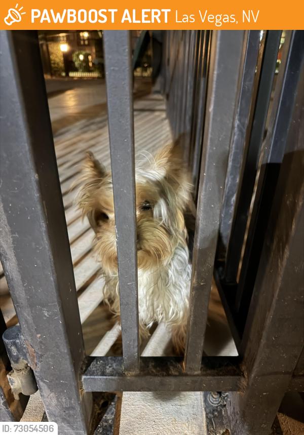 Found/Stray Unknown Dog last seen Near 8028 Carpenter Creek Ave, Las Vegas, NV 89113