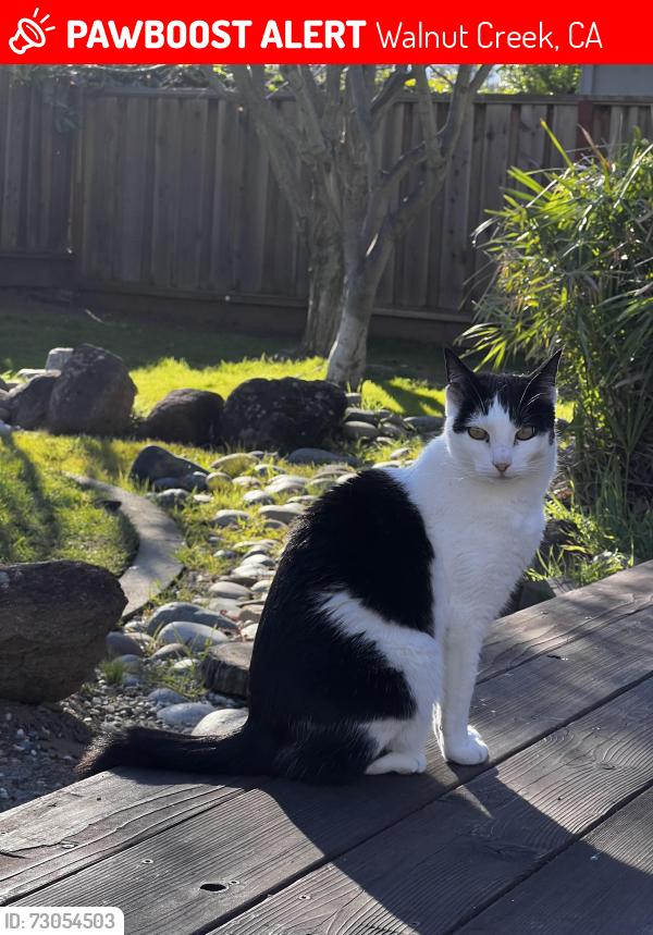 Lost Female Cat last seen Wiget and Cedro lane, Walnut Creek, CA 94598