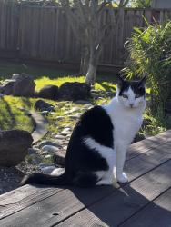 Lost Female Cat last seen Wiget and Cedro lane, Walnut Creek, CA 94598
