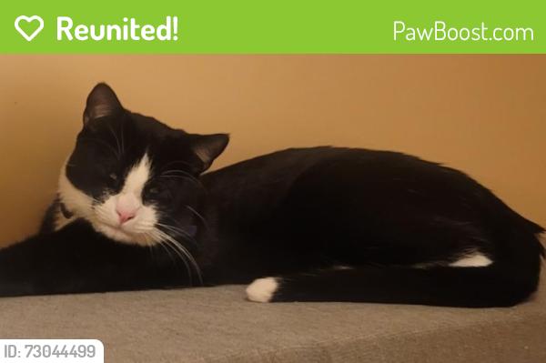 Reunited Male Cat last seen Anderson St and Barringer St, Philadelphia, PA 19119