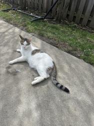 Lost Male Cat last seen N Baker st, Bakersfield, CA 93305