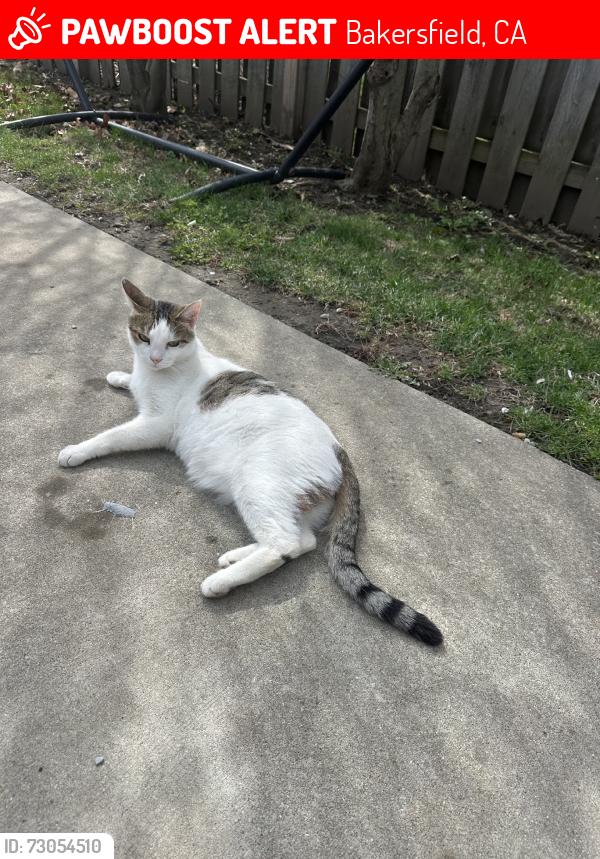 Lost Male Cat last seen N Baker st, Bakersfield, CA 93305