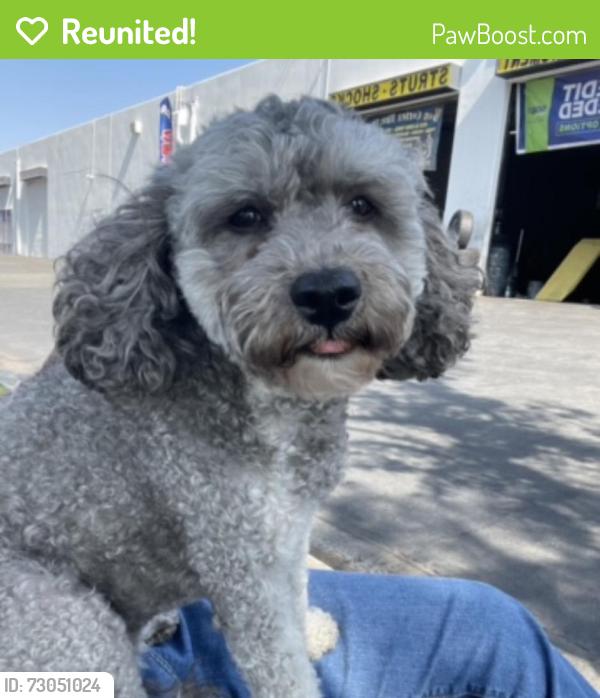 Reunited Female Dog last seen Palmetto and merrill , Fontana, CA 92335