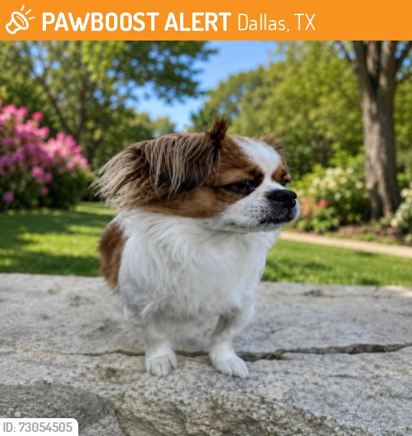 Found/Stray Male Dog last seen Main street , Dallas, TX 75202