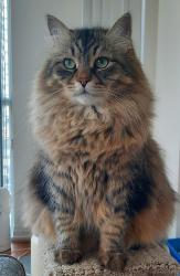 Lost Male Cat last seen Glenlake Avenue and Dundas Street West, Toronto, ON M6P 1W9