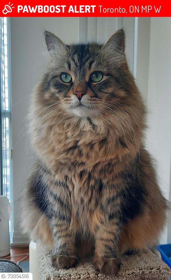 Lost Male Cat last seen Glenlake Avenue and Dundas Street West, Toronto, ON M6P 1W9