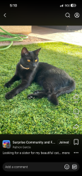 Lost Female Cat last seen Reems and w Watson, Surprise, AZ 85379