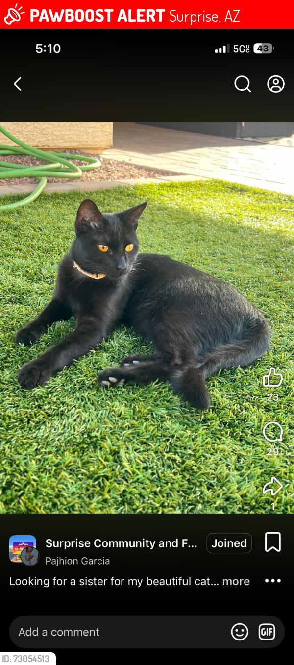 Lost Female Cat last seen Reems and w Watson, Surprise, AZ 85379