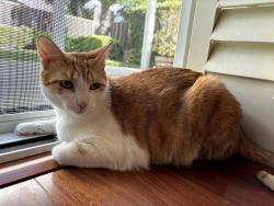 Lost Male Cat last seen White Oaks, San Jose, CA 95124