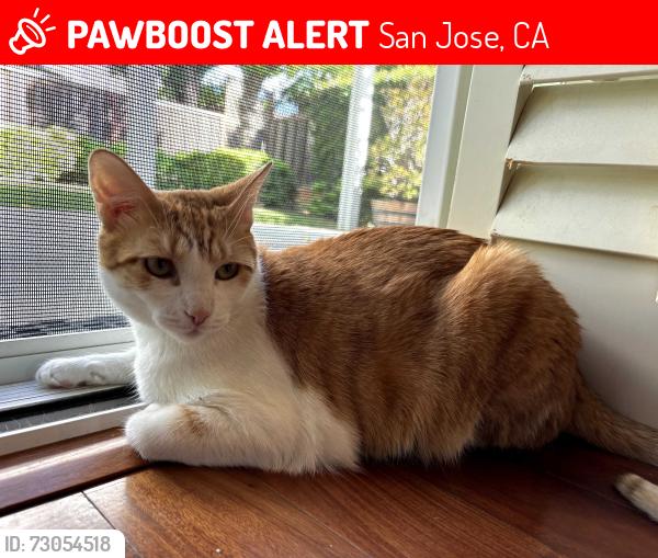 Lost Male Cat last seen White Oaks, San Jose, CA 95124