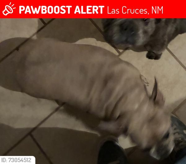 Lost Female Dog last seen Blackhawk las cruces, Las Cruces, NM 88001