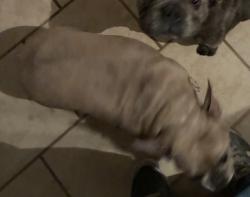 Lost Female Dog last seen Blackhawk las cruces, Las Cruces, NM 88001