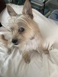 Found/Stray Male Dog last seen Lemmon Ave and Oak Lawn, Dallas, TX 75219