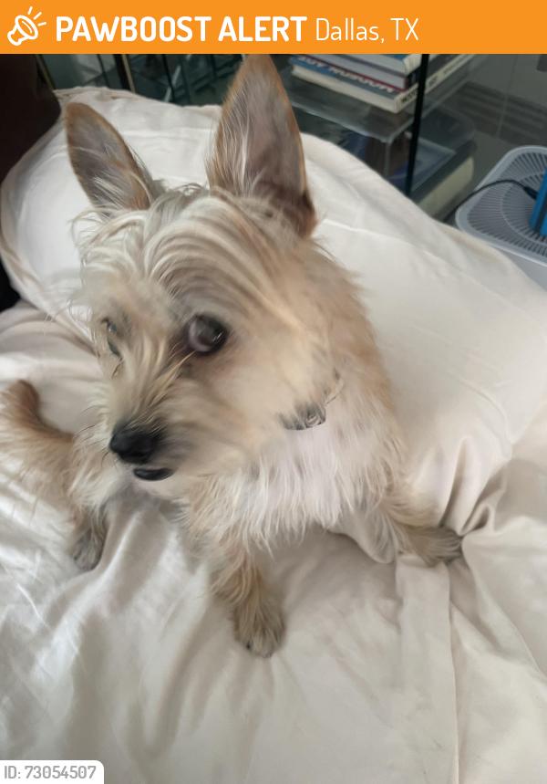 Found/Stray Male Dog last seen Lemmon Ave and Oak Lawn, Dallas, TX 75219