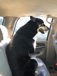 Reunited Male Dog last seen Near boggini park , San Jose, CA 95148