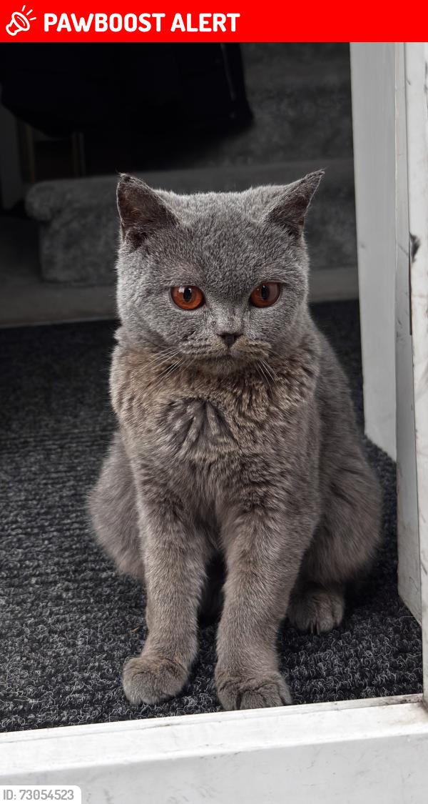 Lost Female Cat last seen Miller Road, Greater Manchester, England OL8