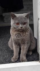 Lost Female Cat last seen Miller Road, Greater Manchester, England OL8