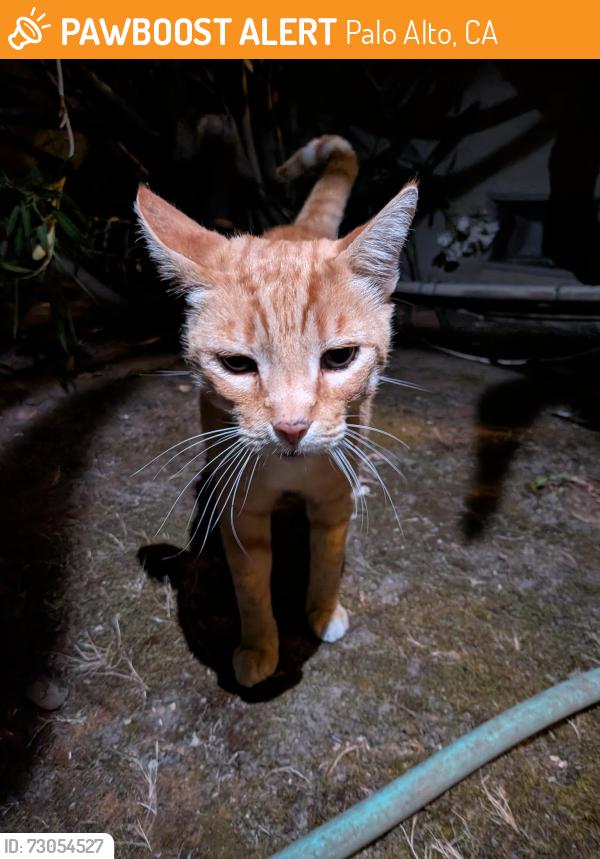 Found/Stray Male Cat last seen College Ave and Bowdoin St, Palo Alto, CA 94305