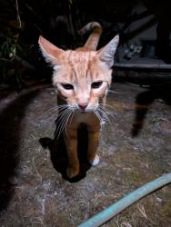 Found/Stray Male Cat last seen College Ave and Bowdoin St, Palo Alto, CA 94305