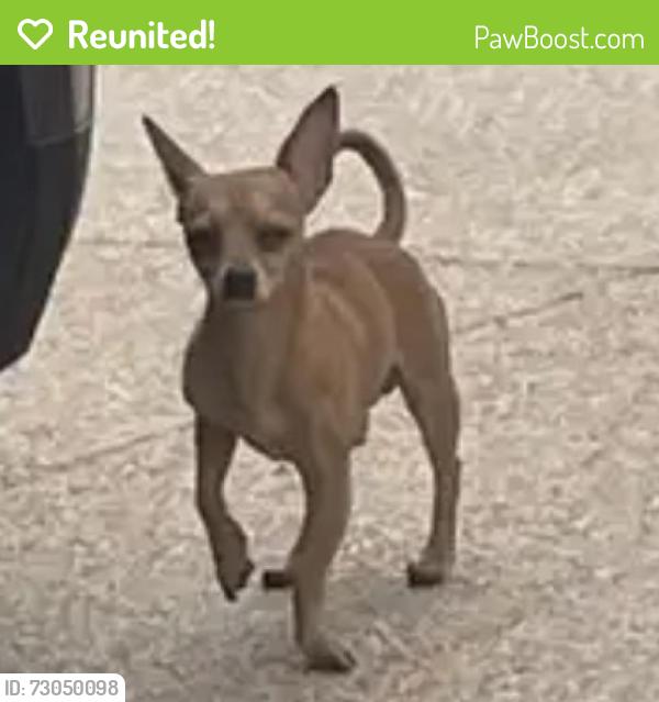 Reunited Male Dog last seen Rio Lindo Park Oxnard CA, Oxnard, CA 93036