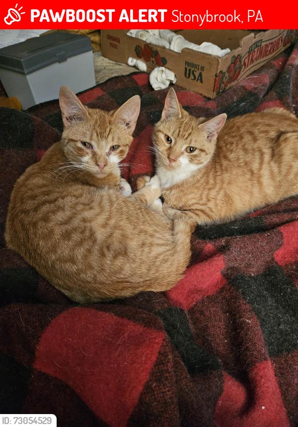 Lost Male Cat last seen Whitmer Road, Stonybrook, PA 17402