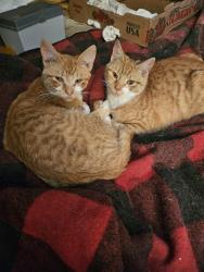 Lost Male Cat last seen Wither Road, Stonybrook, PA 17402