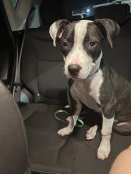 Found/Stray Unknown Dog last seen Parkview Conduminiums/Across Full Sail University, Winter Park, FL 32789