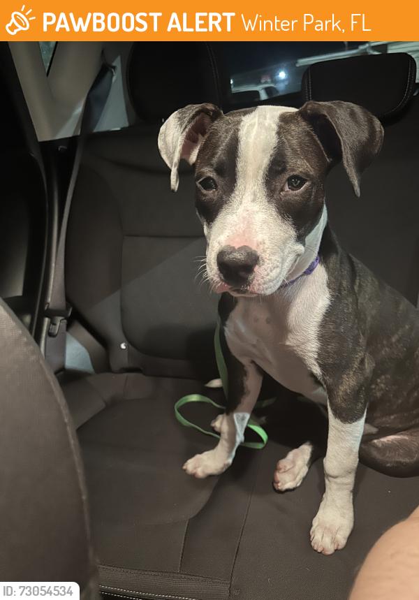Found/Stray Unknown Dog last seen Parkview Conduminiums/Across Full Sail University, Winter Park, FL 32789