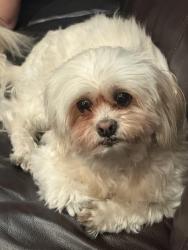 Found/Stray Male Dog last seen Near Golf Club Rd Pleasant Hill, CA  94523 United States, Pleasant Hill, CA 94523