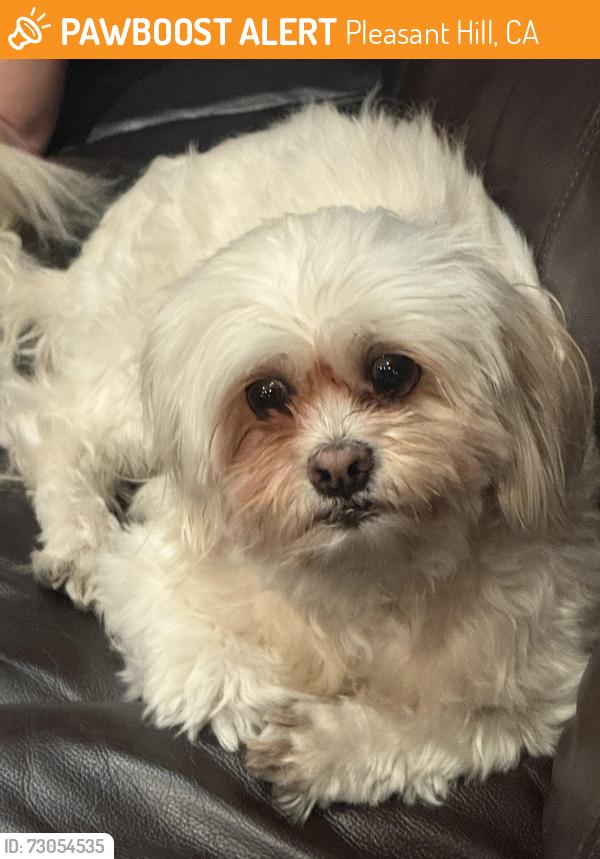 Found/Stray Male Dog last seen Near Golf Club Rd Pleasant Hill, CA  94523 United States, Pleasant Hill, CA 94523