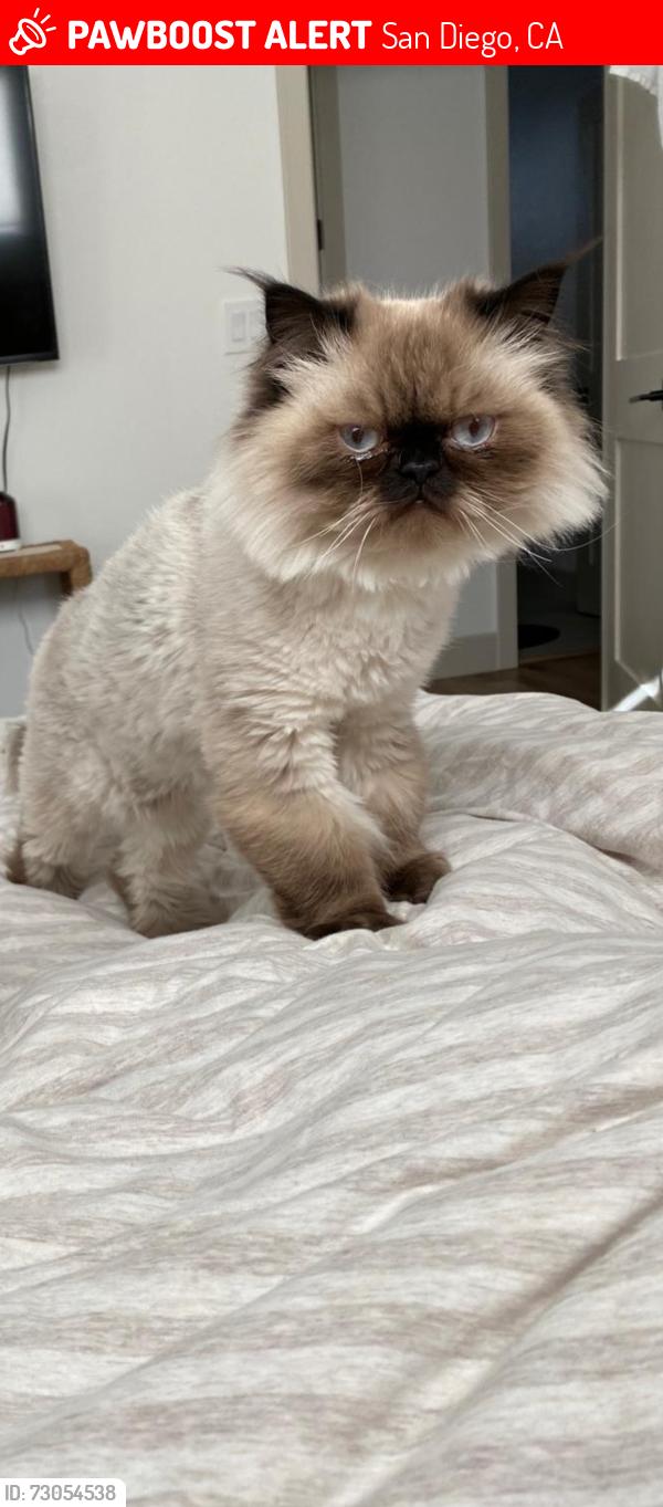 Lost Male Cat last seen Jerabek park, San Diego, CA 92131