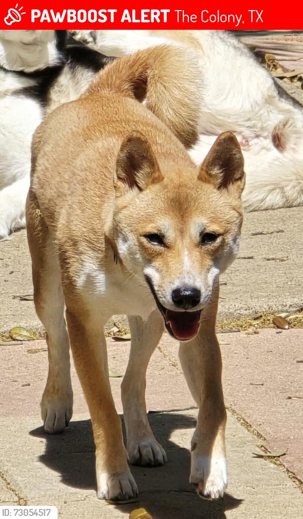 Lost Female Dog last seen Curry and North Colony Blvd by the colony fire station 3, The Colony, TX 75056