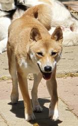 Lost Female Dog last seen Curry and North Colony Blvd by the colony fire station 3, The Colony, TX 75056