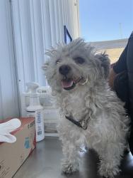Shelter Stray Male Dog last seen Near BLOCK ROSEDALE HWY, BAKERSFIELD CA 93314, 3951 Fruitvale Ave, Bakersfield, CA 93308, USA