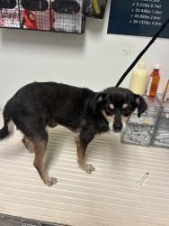 Shelter Stray Male Dog last seen Near BLOCK ROSEDALE HWY, BAKERSFIELD CA 93314, 3951 Fruitvale Ave, Bakersfield, CA 93308, USA