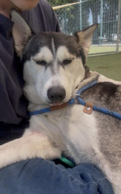 Shelter Stray Female Dog last seen , 1850 W 60th St, Los Angeles, CA 90047, USA